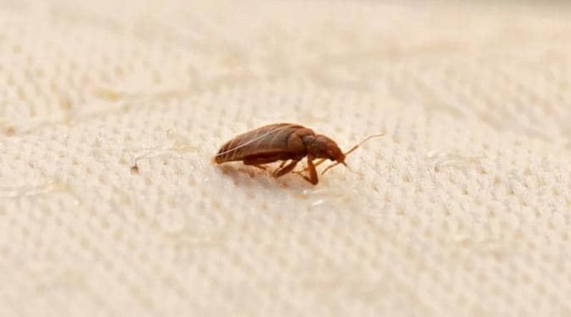 I Had Bedbugs—But I Learned to Feel Safe at Home After, and Here’s What Pros Advise