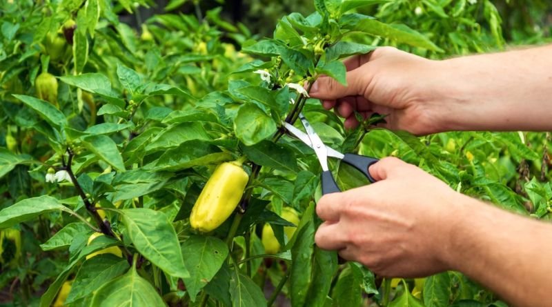 Cubanelle Pepper Plant: A Gardener’s Delight